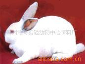 獭兔饲料（39）