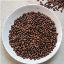 批发供应中药材葡萄子葡萄籽抗衰老防辐射美白淡斑