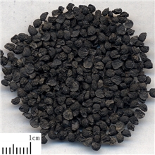 供应批发中药材植物原药材韭菜籽韭菜子批发安国中药材