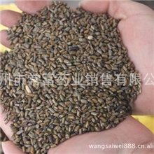 中药材儿童沙滩玩具专用决明子批发散装生决明子可淘宝代发