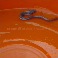 特選鱸鰻苗300~400尾/公斤