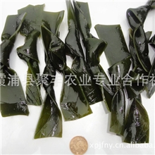 【聚丰】海带批发大量海带海带产地霞浦优质散装盐渍海带结