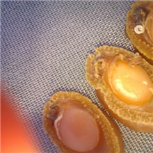 供应干鲍，大连干鲍，吉品鲍，淡干鲍鱼干