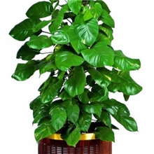 酒店花盆大堂花盆金格花盆钛金花盆不锈钢花盆金边花盆大