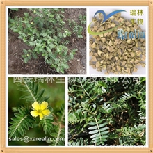 刺蒺藜提取物刺蒺藜皂甙高纯度90%降压降脂壮阳补肾原料