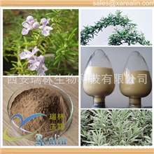 优质鼠尾草清热利湿活血调经含量10:1