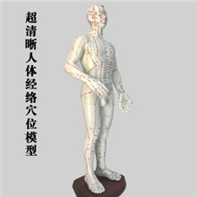 人体经络穴位模型清晰版针灸人模医学模型男女批发零售