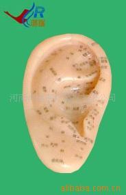 供应医学模型12CM按摩耳模型