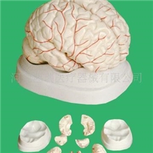 大脑解剖模型