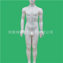 供应外观真实的60CM男性针灸模型
