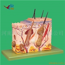 人体解剖模型中性皮肤组织放大