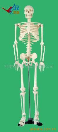 医学模型生产厂家供应85CM人体骨骼模型