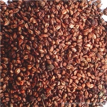 供应各种中药材药食二用籽类葡萄籽