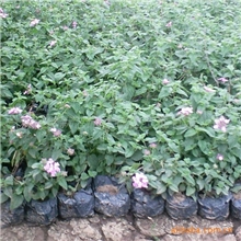 供应绿化工地用苗地被袋苗紫花马缨丹