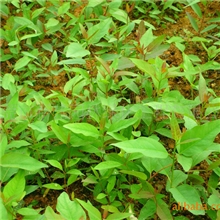 东莞苗场专业生产大量供应桉树树苗尾叶桉地苗量大从优