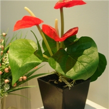 高仿真花小盆栽3花6叶小红掌迷你盆栽人造花外贸