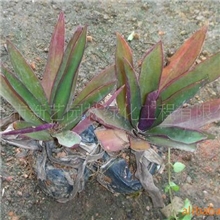 广东东莞供应园林绿化工程苗木袋苗小蚌兰