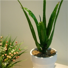 仿真植物小盆景非洲芦荟多肉植物家居摆件现货