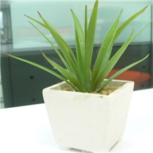 迷你盆栽高仿真花白色盆装小龙舌兰