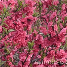 厂家长期批发供应优质碧桃各种品种品质保证