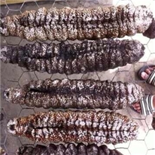 供应墨西哥刺参，深海天然刺参，墨西哥猪仔参