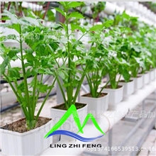 专供蔬菜栽培膨胀蛭石园艺蛭石育苗蛭石