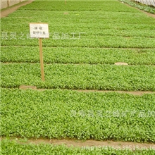 厂家供应育苗蛭石大棚专用蛭石颗粒