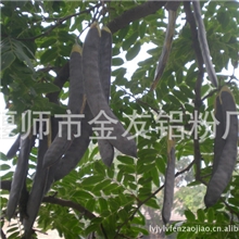 厂家大量供应皂角欢迎来电咨询订购