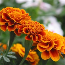 保护视力-着色剂-万寿菊提取物-生产商-叶黄素5%-90%-Lutein