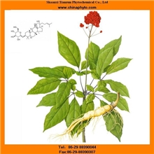 专业生产商-人参总皂甙-人参提取物-30%,80%UV-治疗更年期综合征