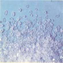 专业生产供应甜蜜素可分装500-5000，最小起订量1公斤