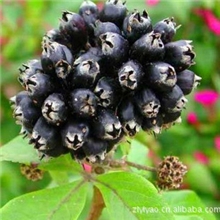 刺五加提取物提取物植物提取物刺五加提取物厂家刺五加提取