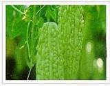 苦瓜提取物提取物植物提取物提取物厂家苦瓜提取物