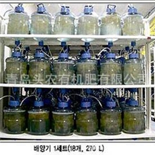 田间直接扩繁原种-抗病高产早熟微型脱毒土豆种子原原种