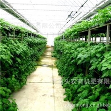 大姜组培苗----大姜原种