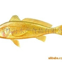 供应出口单冻黄花鱼（yellowcroaker)