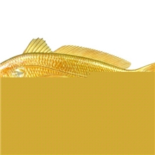 供应单冻黄花鱼(frozenyellowcroaker)海鲜