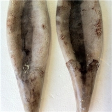 海之梦水产品鱼类鱿鱼带皮带耳鱿鱼胴体出口欧盟标准T+T鱿鱼