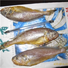 小黄鱼（120-300条）