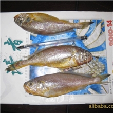 黄鱼120-300条