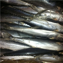 水产品冻鲅鱼马鲛鱼鲅鱼片东海海鲜出厂价，价格优惠冻品