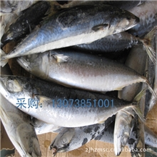 新鲜浙江水产品船冻青占鱼鲐巴鱼青鱼出口东南亚国家青花鱼