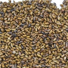 厂家直销决明子沙滩乐园玩沙生【决明子】草决子沙滩玩具批发