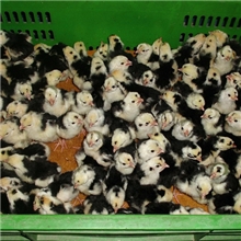 山里放养贵妃大鸡，纯天然放养贵妃大鸡