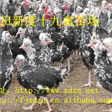 山里饲养贵妃大鸡，莆田贵妃大鸡批发，商品贵妃大鸡批发