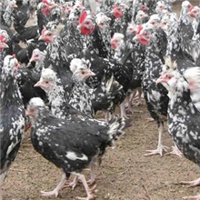 山里散养大贵妃鸡莆田贵妃大鸡特种养殖贵妃大鸡