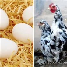 贵妃鸡蛋批发高营养贵妃鸡蛋福建贵妃鸡蛋莆田新度十九禽苗场