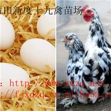 供应贵妃大鸡价格，批发优质贵妃大鸡山里放养贵妃大鸡