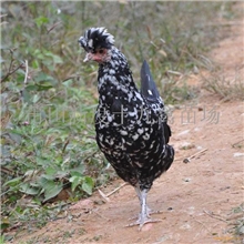 山里特种养殖贵妃大鸡莆田贵妃成年鸡山里饲养的贵妇鸡