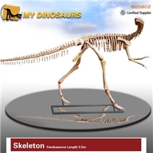 【龙晨时代】盐都龙恐龙化石骨架模型（真品复制）博物馆、商场
